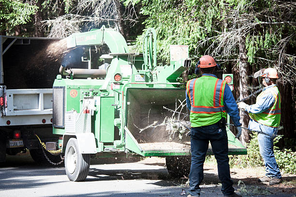 Best Seasonal Cleanup  in USA